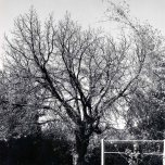 P 30, 1964 July 14, Mulberry Tree in Winter